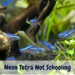 Neon Tetra Not Schooling