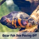 Oscar Fish Skin Peeling Off
