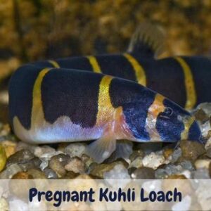 Pregnant Kuhli Loach