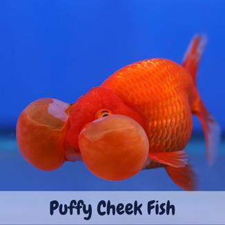 Puffy Cheek Fish