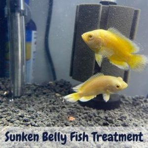 Sunken Belly Fish Treatment