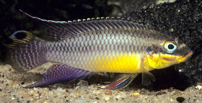 Kribensis fish