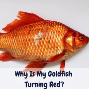 Why Is My Goldfish Turning Red