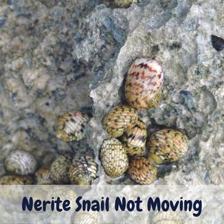 Nerite Snail Not Moving