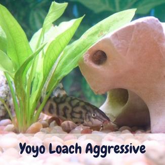 Yoyo Loach Aggressive