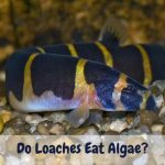 do loaches eat algae