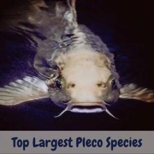 largest pleco species