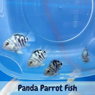 panda parrot fish