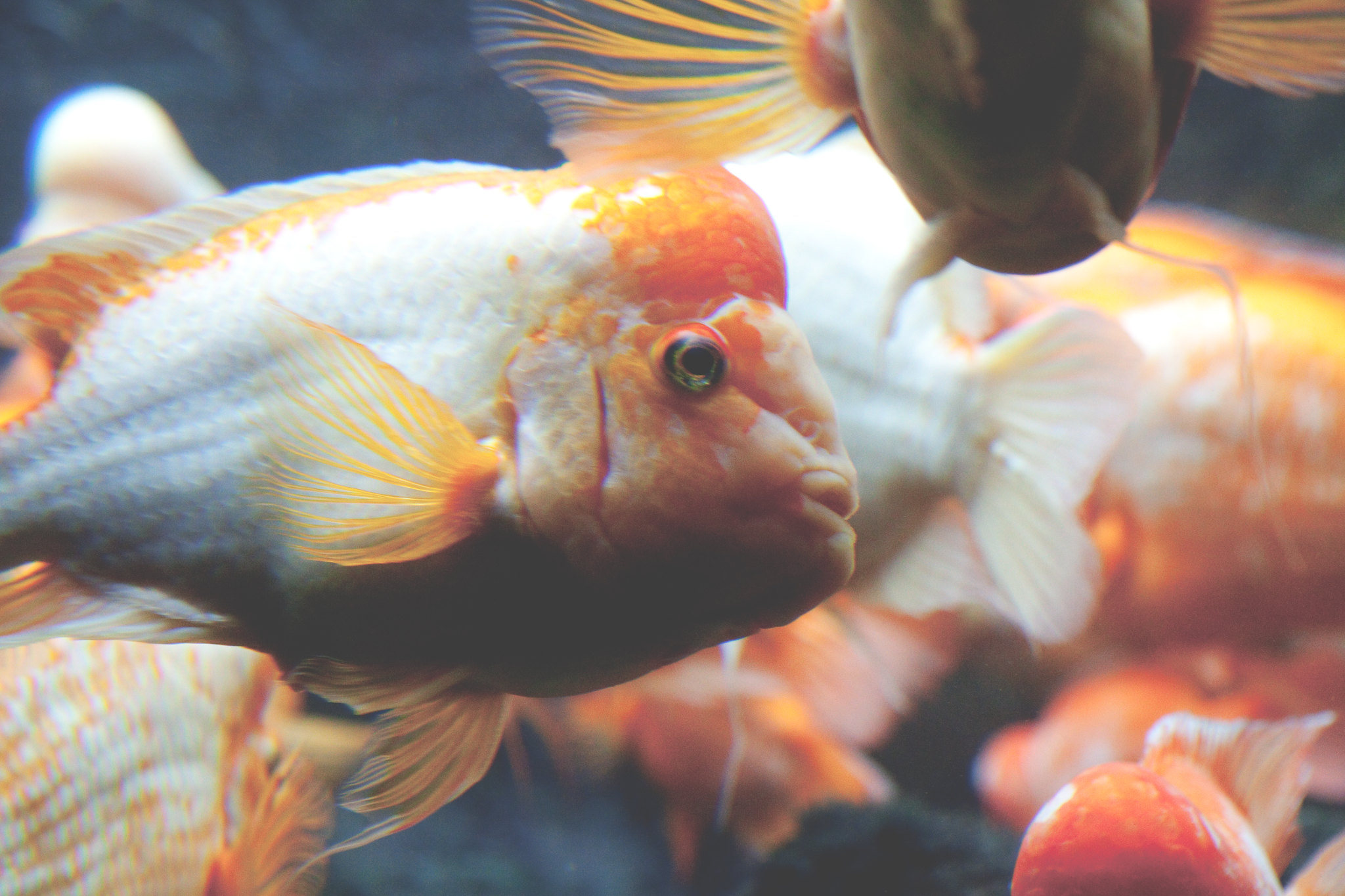 You Don’t Need Large Aquarium Tanks For Siamese Goldfish