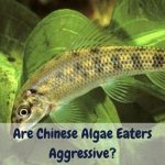 Are chinese algae eaters aggressive