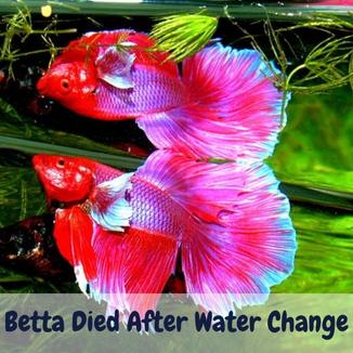 Betta died after water change
