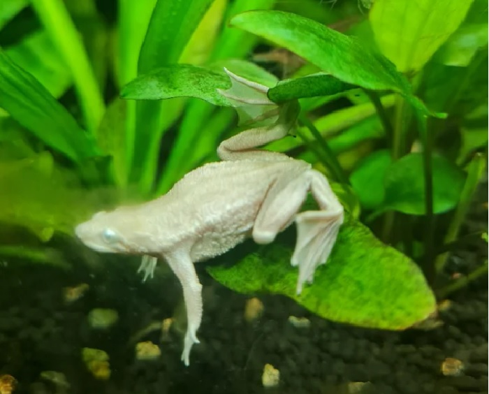 Blonde African Dwarf Frog’s Tank Mates
