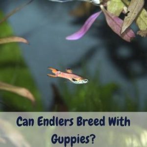 Can Endlers Breed With Guppies