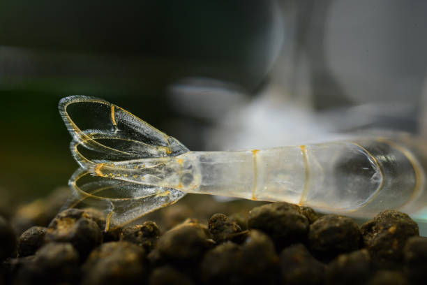 Can shrimp die when molting