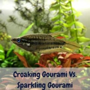 Croaking Gourami Vs. Sparkling Gourami