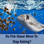 Do Fish Know When To Stop Eating