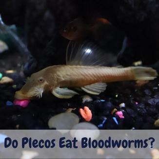 Do Plecos Eat Bloodworms