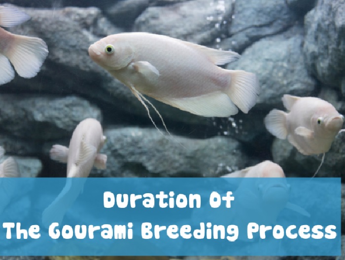 Duration Of The Gourami Breeding Process