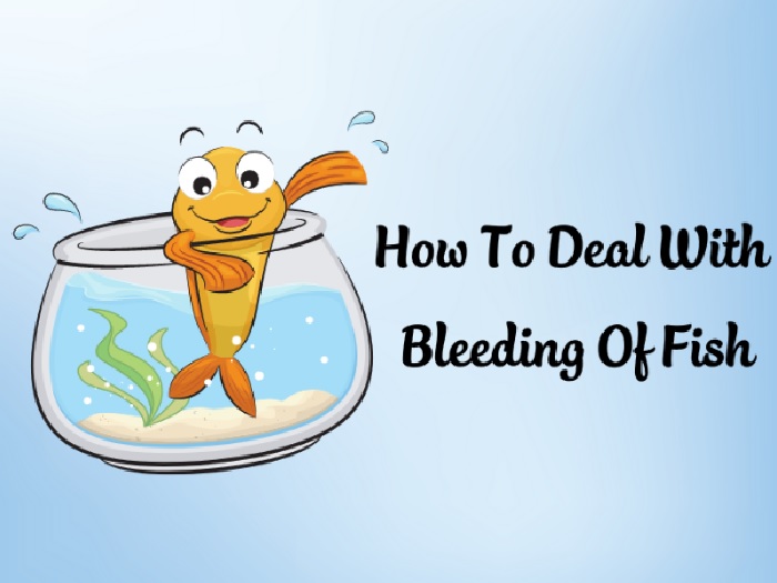 How To Deal With Bleeding Of Fish
