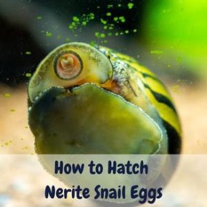 How to hatch nerite snail eggs