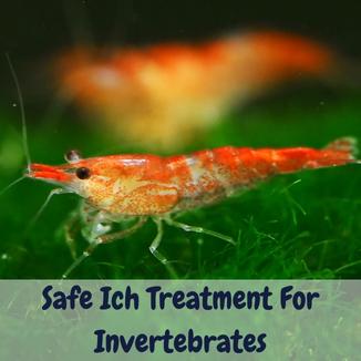Safe Ich Treatment For Invertebrates