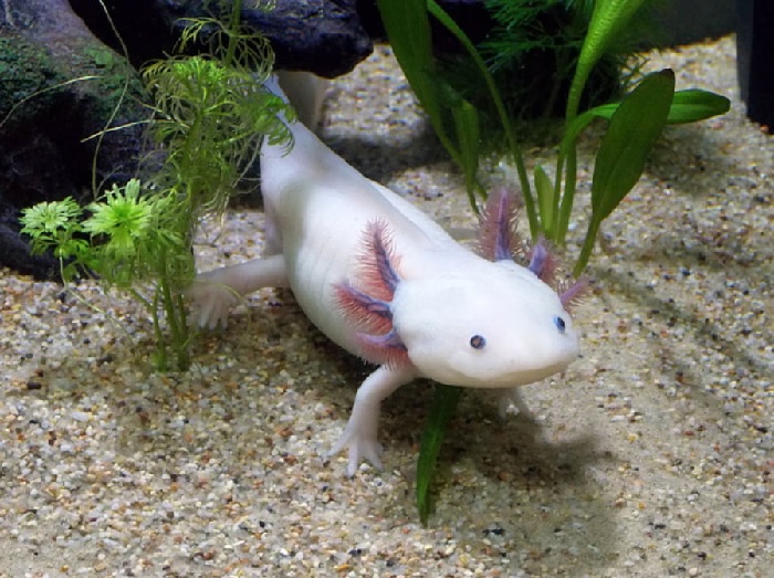 Is Being Fat Bad for Axolotls? 