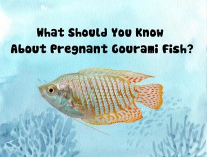 Pregnant Gourami Fish