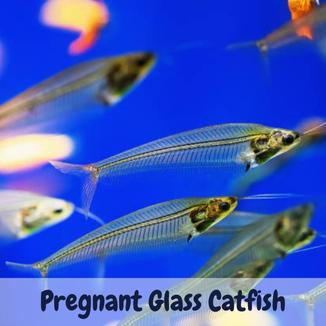 Pregnant glass catfish