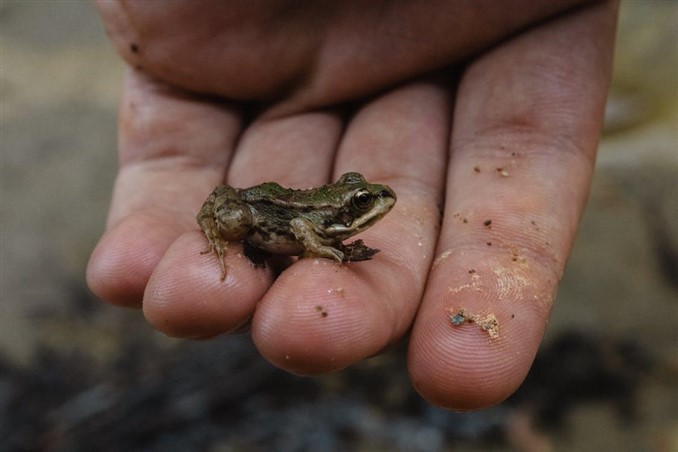 Touch an African dwarf frog with bare hand
