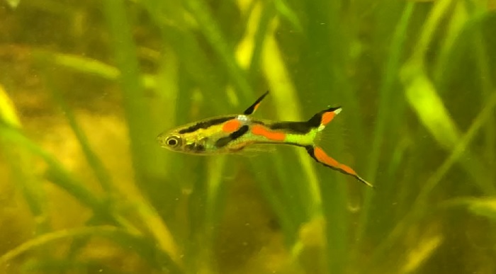 What Are The Differences Between Guppies And Endlers?