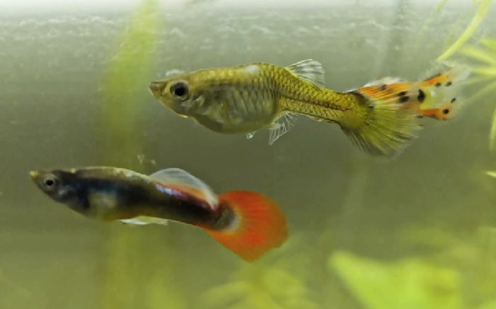 What Causes Guppy Bent Spine?