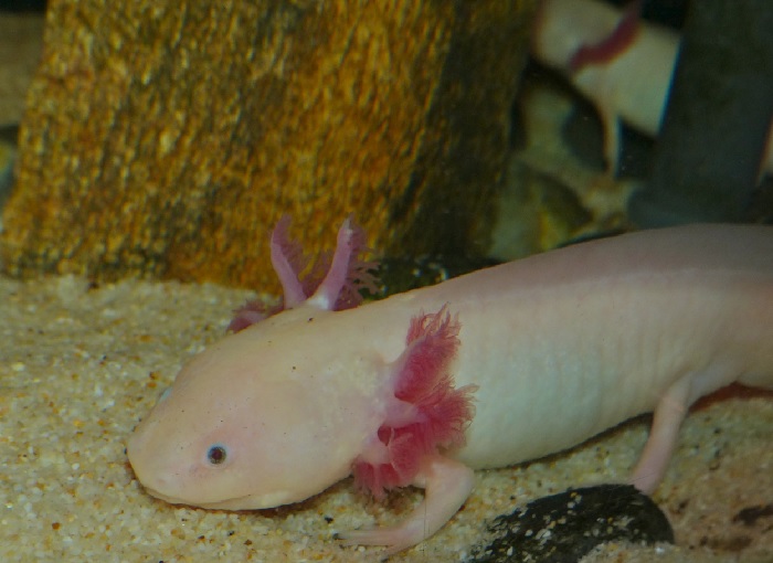Your Axolotl Is Just Overweight