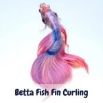 betta fish fin curling