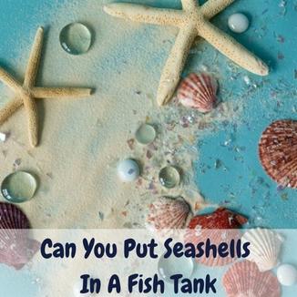 can you put seashells in a fish tank