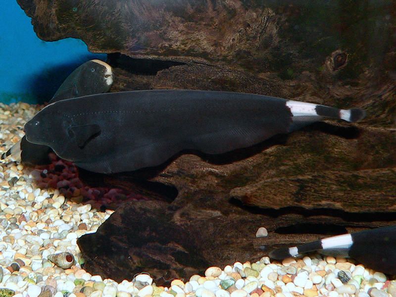 care guide for black ghost fish