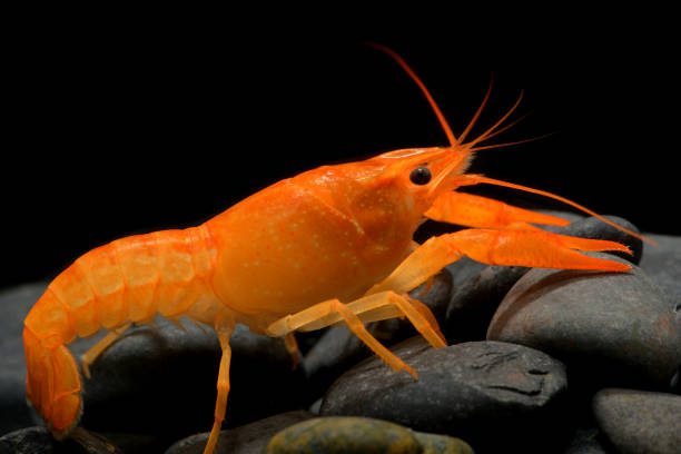 Young crayfish lobster