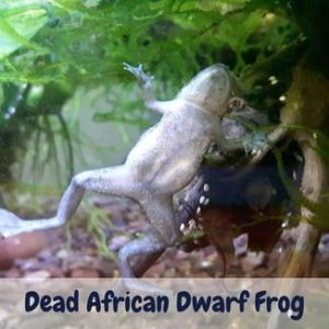 dead african dwarf frog