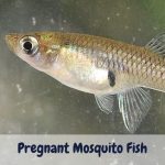 pregnant mosquito fish