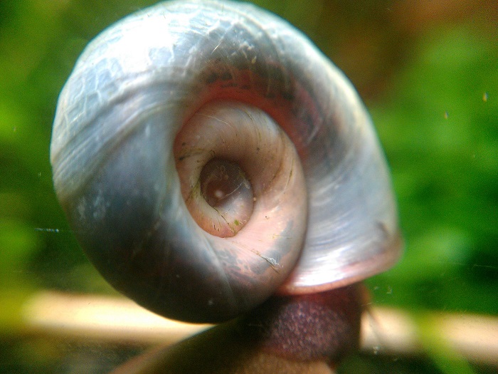 Ramshorn Snails Overview
