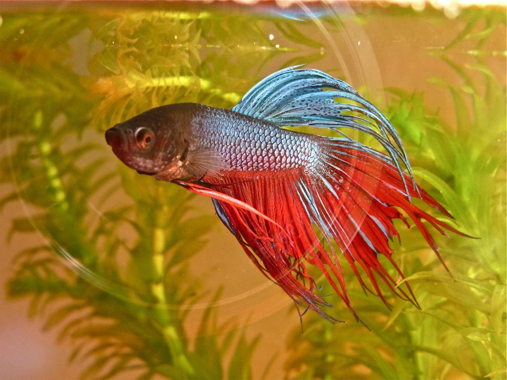 Betta Don’t Need Much Food