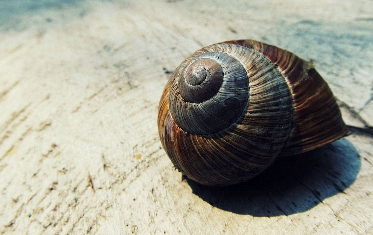 How To Fix A Broken Snail Shell?