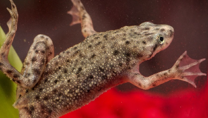 About African Dwarf Frog