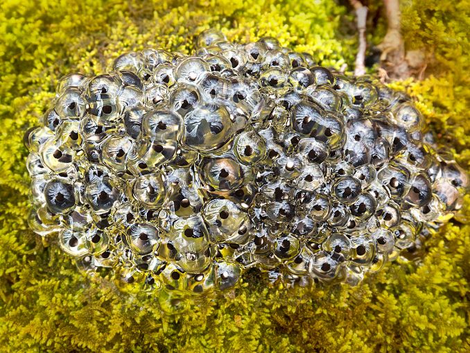 What Do African Dwarf Frog Eggs Look Like?