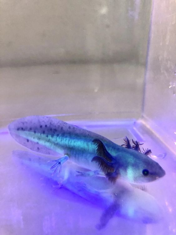What Is A GFP Axolotl?