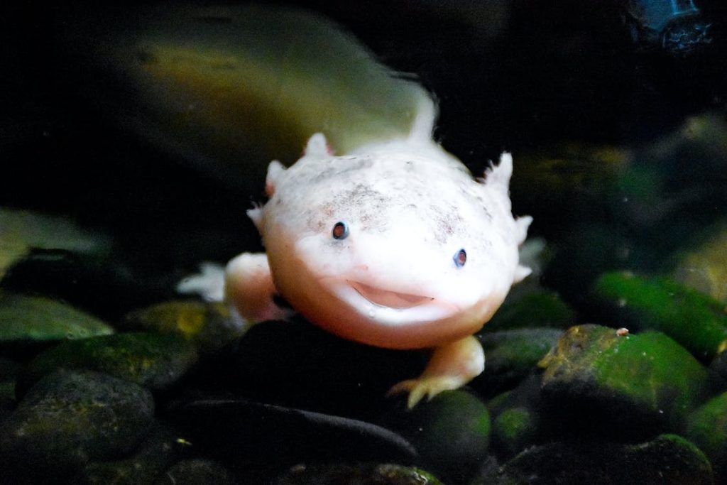 Is My Axolotl Underfed Or Overfed?