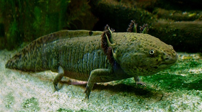 How Do I Know If My Axolotl Is Hungry?