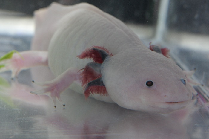 What Does A Leucistic Axolotl Look Like? 