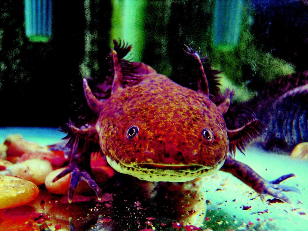 What Happens While Your Axolotl Is Carried Out Of Water?