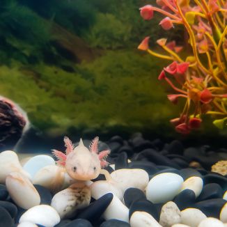 What does axolotl poop look like
