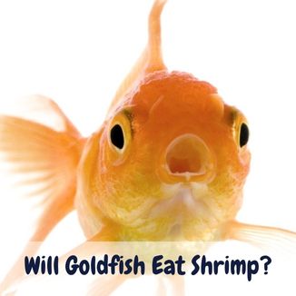 Will goldfish eat shrimp